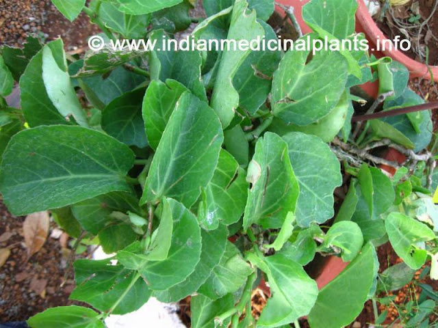 Ipomea pescprae - maryadavali